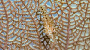 Hidden Fish